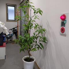 高さ150センチ　大型観葉植物