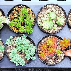 多肉植物　紅葉抜群8種セット　2号黒ポット