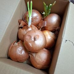 玉ねぎです