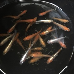 お取り引き中レッドクリフ紅白めだか