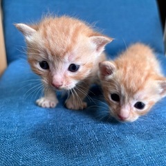 ☘️🌺とってもかわいい兄弟ちゃんです☘️🌺