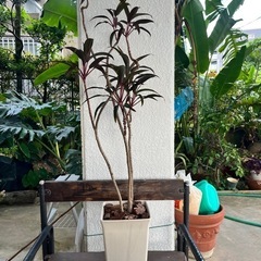 [観葉植物]コルジリネダーミナリス
