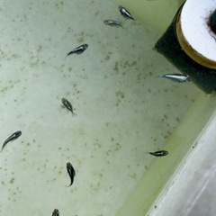 【受付終了】
改良めだかの画像