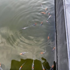 【受付終了】
改良めだかの画像