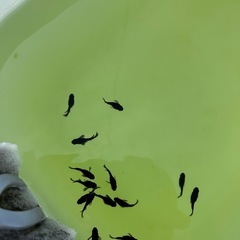 【受付終了】
改良めだかの画像