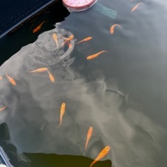 【受付終了】
改良めだかの画像