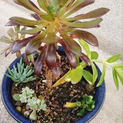 寄せ植え②