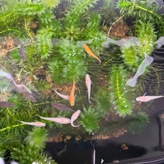 ミックスメダカ稚魚　10匹200円