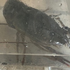 ザリガニ　1匹