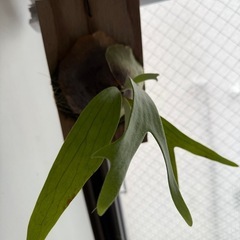 観葉植物　ビカクシダ