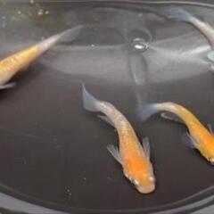 めだか　王華の画像