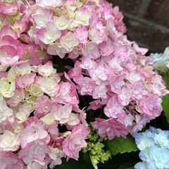 紫陽花 園芸花植物ガーデニング