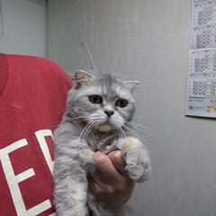 成猫　女の子