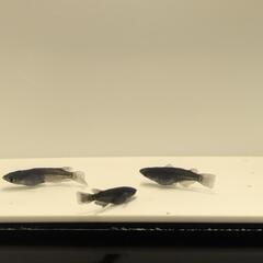 めだか　オロチワンペア　メダカの画像