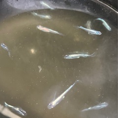 松井ヒレ長幹之　の画像