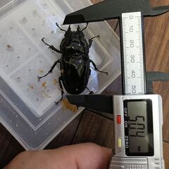 タランドゥスオオツヤクワガタ♀の画像