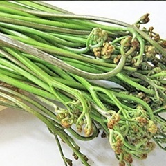 ④  天然わらび　山菜　１ kg 　食品の画像