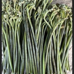 ④  天然わらび　山菜　１ kg 　食品の画像
