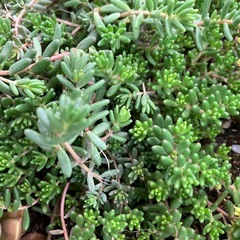 セダム　ブラックベリーの画像