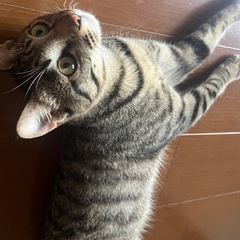 【生後1年半】キジ猫の兄弟くん　急募！