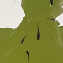 サタンの画像
