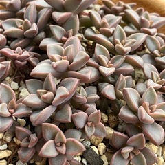 多肉植物　ブロンズ姫　画像の株全て