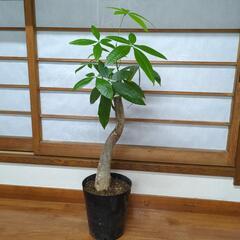 パキラ　70センチ　観葉植物