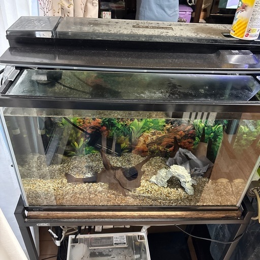 60水槽、90水槽、60水槽台、90水槽台、生体つき