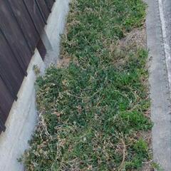 マツバギク　多肉植物　多量挿し芽用にでもの画像