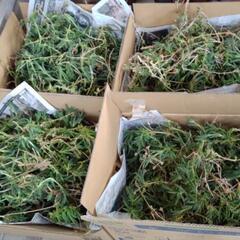 マツバギク　多肉植物　多量挿し芽用にでもの画像