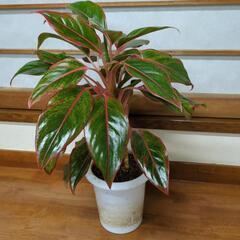 高さ50センチ　観葉植物