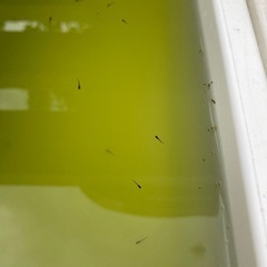 めだか針子３０匹