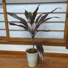ドラセナ　高さ50センチ　ワインレッド色　観葉植物