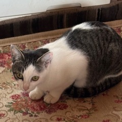 里親募集　