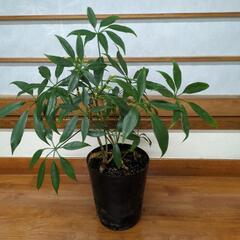 シェフレラ　50センチ　観葉植物