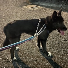 再募集 ！グレンちゃんの里親様募集中！