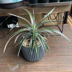 ディッキア7