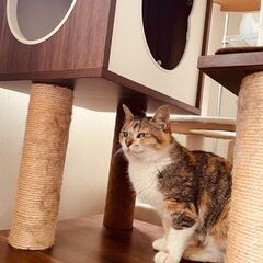 おとなしい三毛猫さん