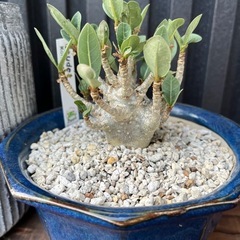 観葉植物、塊根植物好きな方