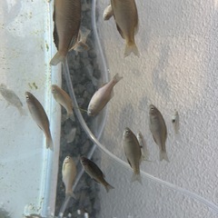 タナゴ