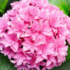 アジサイ　ピンク　苗