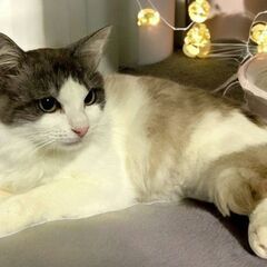 5月24日（土）💚🌟三鷹で猫の譲渡会💚🌟　シャム系の男の子　生後8ヶ月　飼い主不在確認すみ - 三鷹市
