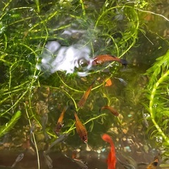 お取引中🍀水草🍀日本アナカリス