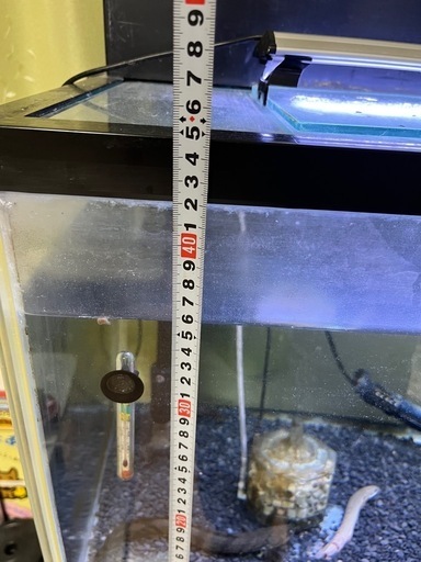 熱帯魚　エンドリケリー他