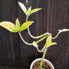 アオキの希少名品！　【日輪】の画像