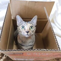 5月24日（土）💚🌟三鷹で猫の譲渡会💚🌟　麦わら女の子　生後9ヶ...