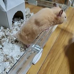 キンクマハムスター