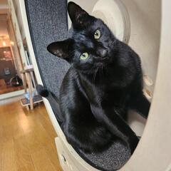 大きめサイズの黒猫ラム君！甘えたです