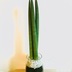 ランキングキーワードに紐づく投稿画像-観葉植物