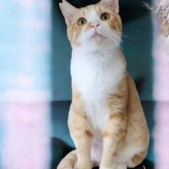 5月24日（土）💚🌟三鷹で猫の譲渡会💚🌟　マロちゃん　女の子　生...